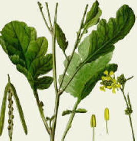 Brassica nigra (Schwarzer Senf)